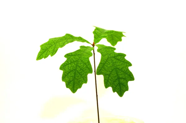 Oak sapling with green leaves — Zdjęcie stockowe
