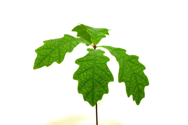 Саджанець дуба з зеленим листям Стокове Фото