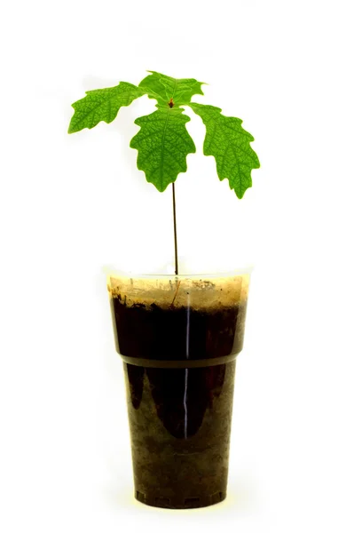 Oak sapling with green leaves in a plastic glass Stock Image