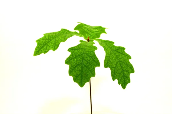 Oak sapling with green leaves Stock Photo