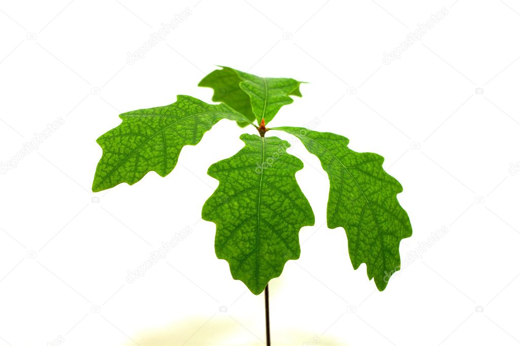Oak sapling with green leaves