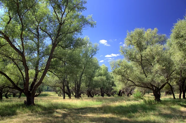 stock image Old willows