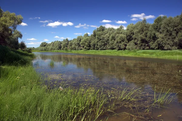 Літній пейзаж з річкою Стокова Картинка