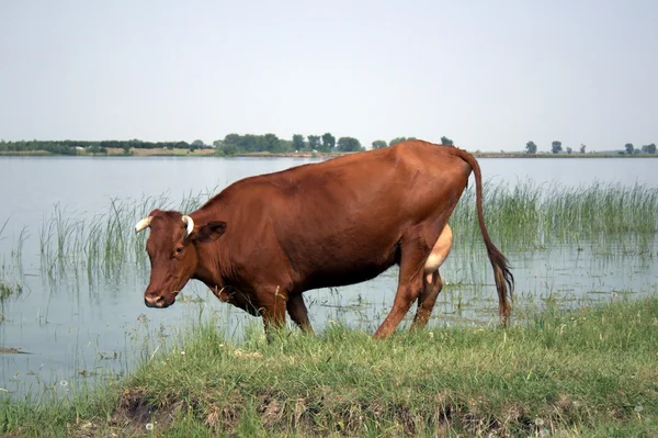 Cow on the bank of lake — Stock Photo, Image