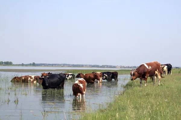 stock image Herd of cows on the bank of lake