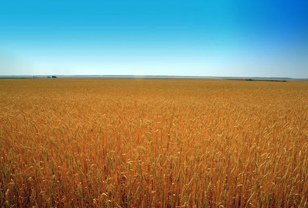 领域的成熟的小麦对蓝蓝的天空 — 图库照片