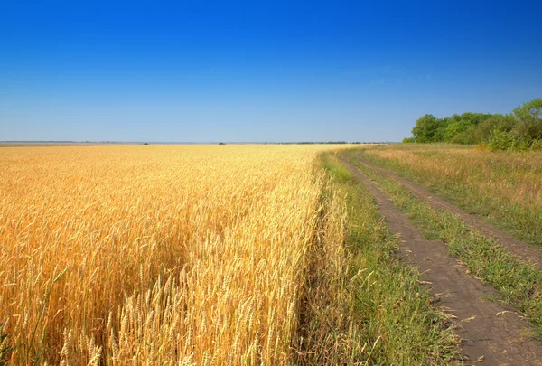 Campo di grano maturo e strada contro il cielo blu — Foto Stock