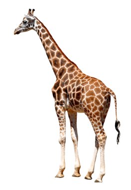 Giraffe clipart