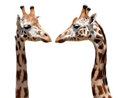 Two Giraffes clipart