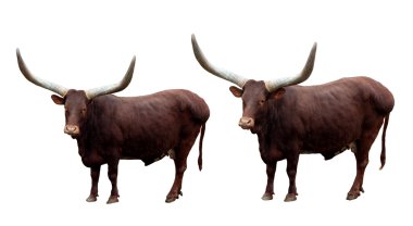 Watusi cattle clipart