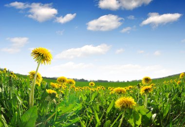 Dandelions clipart