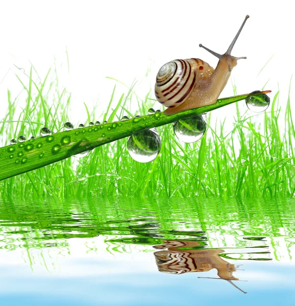 Mały ślimak na trawie — Zdjęcie stockowe