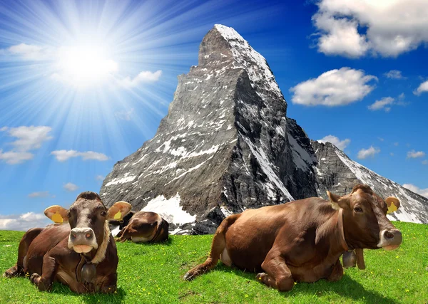Kuh liegt auf der Weide — Stockfoto