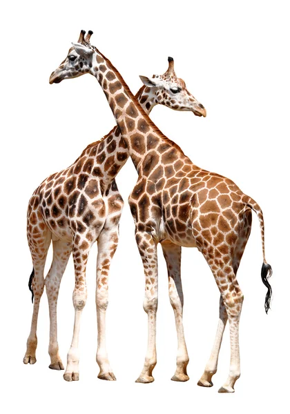 Giraffen — Stockfoto