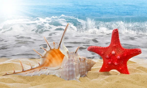 stock image Conch shell with starfish