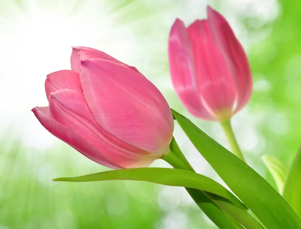 Tulipe rose — Photo