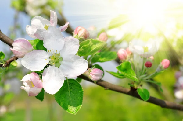 Spring blossoms — Stockfoto