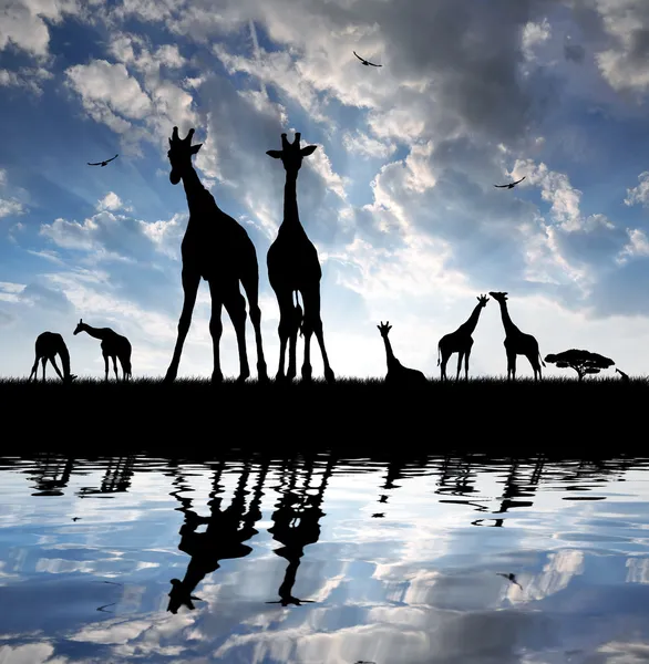 Herd of giraffes — Stock Photo, Image