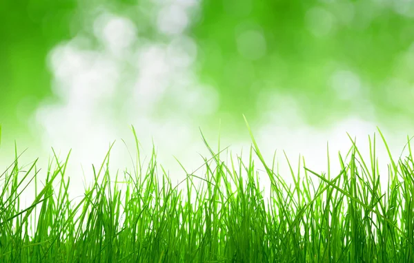 Färsk våren gräs — Stockfoto