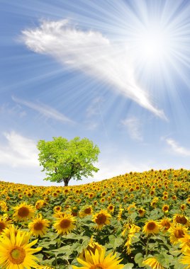 Sunflower field clipart