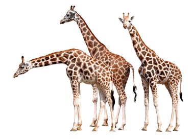 Herd of giraffes clipart