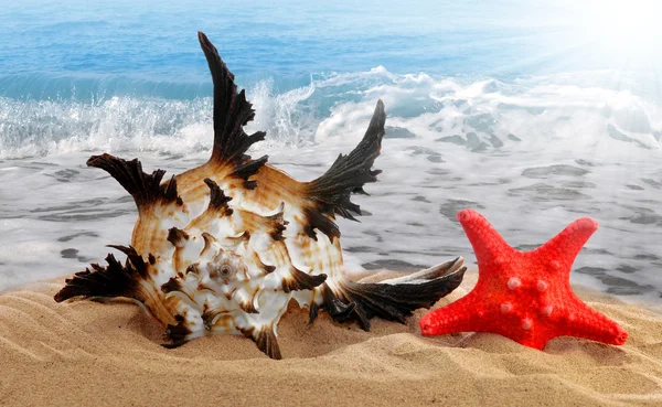 Caracol con estrella de mar — Foto de Stock