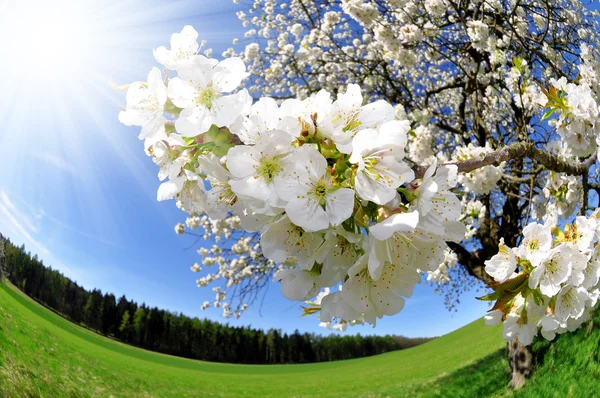 Körsbärsträd blomma — Stockfoto