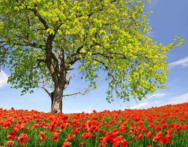 Campo di papavero rosso con albero — Foto Stock