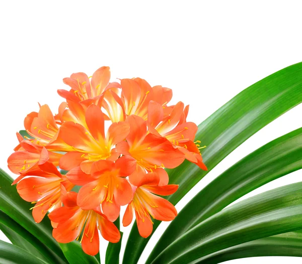 Oranje clivia miniata — Stockfoto