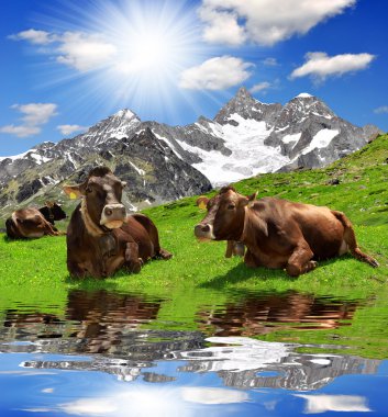 Cow lying in the meadow clipart