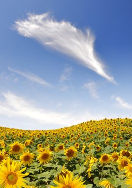 Sunflower field clipart