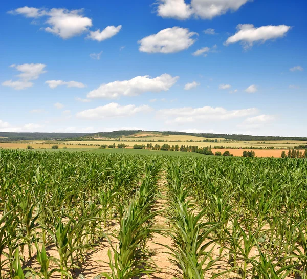Кукурузное поле — стоковое фото