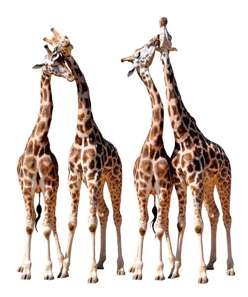 Loving giraffes — Stock Photo, Image