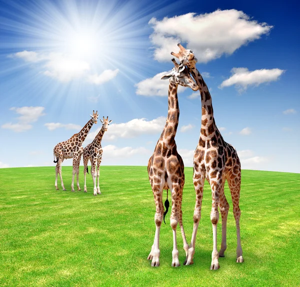 Amore Giraffa — Foto Stock
