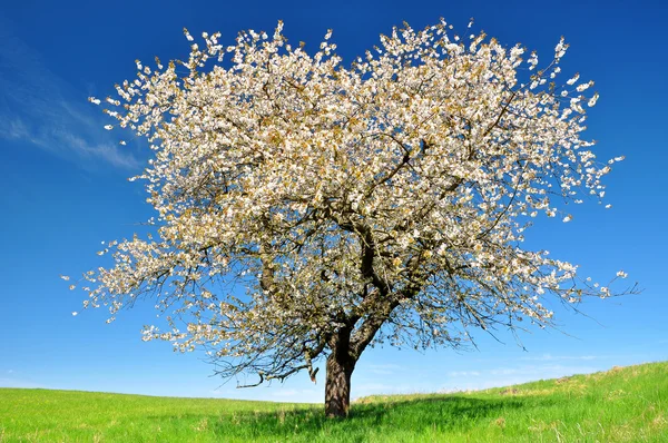 Blommande körsbärsträd — Stockfoto