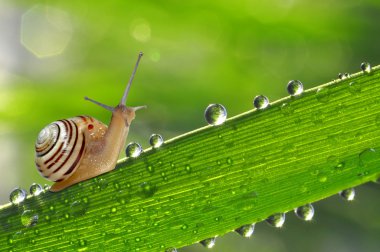 Snail on grass clipart