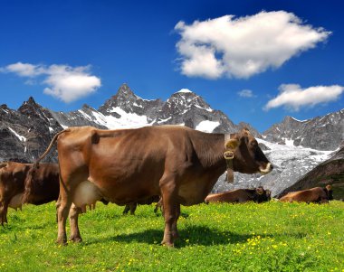 Cow on the meadow clipart