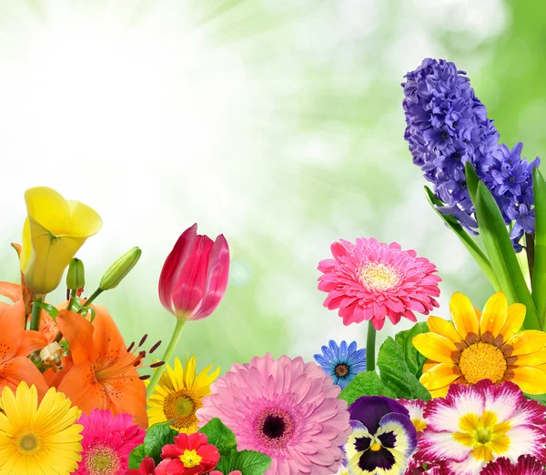 Floral background — Stock Photo, Image