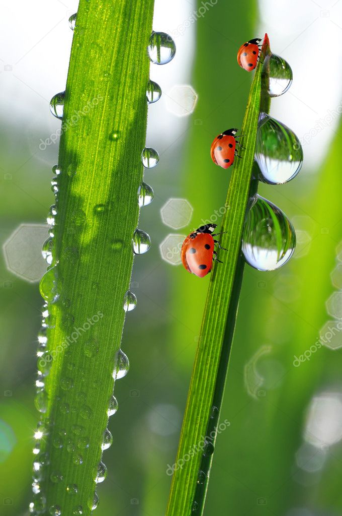Dew and ladybird
