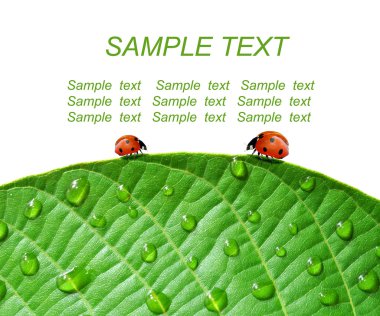 Ladybirds nemli yapraklarda