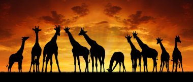 Giraffes in sunset clipart