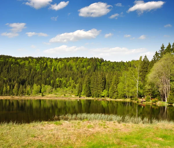 Beierse bos - Duitsland — Stockfoto