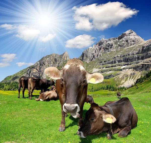 Krávy na louce — Stock fotografie