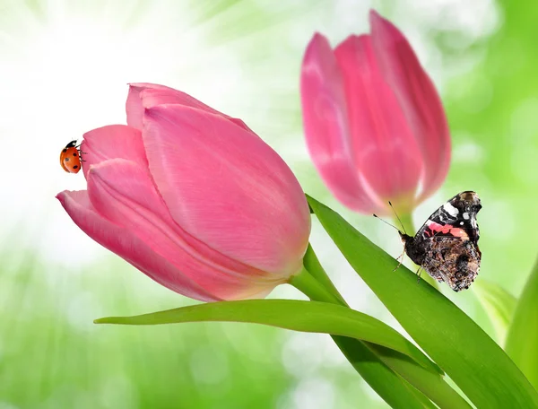 Tulppaani perhonen ja leppäkerttu — kuvapankkivalokuva