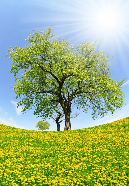 Frühlingsbaum — Stockfoto