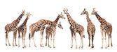 žirafy, samostatný
