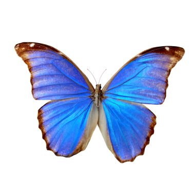 Blue morpho clipart