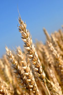 Golden wheat clipart