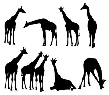 Collection giraffe silhouette clipart