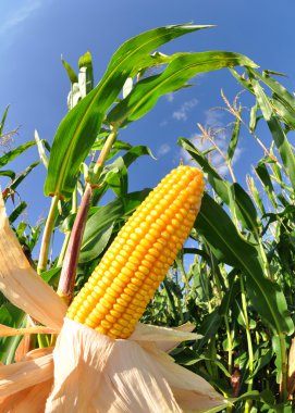 Corn field clipart